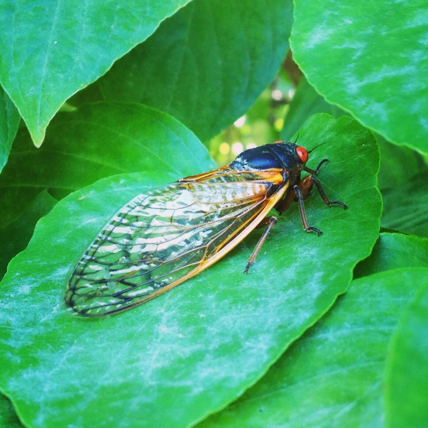 Хлебная цикадка. Клоп-черепашка в пшенице. Насекомые обитающие в пшенице. Цикады в трава кусты. Цикада насекомое.