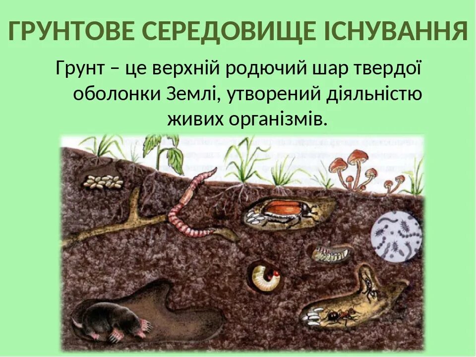 Как приспосабливаются к почвенной среде обитания. Почвенные растения и животные. Животные почвенной среды. Организмы почвенной среды. Почвенная среда.