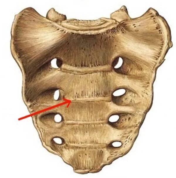 Foramina sacralia. Крестец анатомия. Promontorium крестца. Крестец Грудина ребра. Органы крестцового отдела