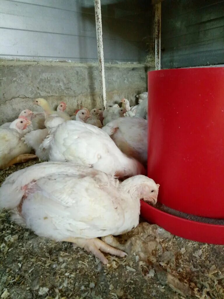 лпх птичий двор михайловское. лпх птиц. доминант ломан хайсекс. лпх птиц. порода кур несушек птицеферма.