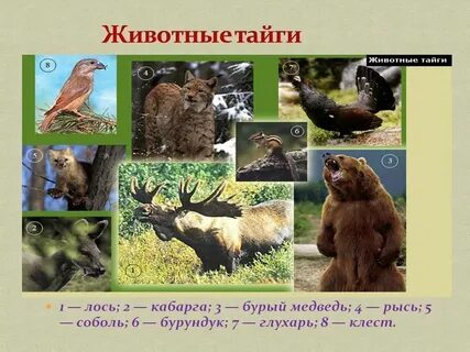 Какие животные обитают в зоне тайги