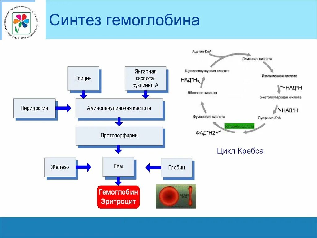 Для чего нужен синтез. Синтез гемоглобина биохимия схема. Общая схема синтеза гемоглобина. Синтез гема образование гемоглобина. Схема синтеза и распада гемоглобина.