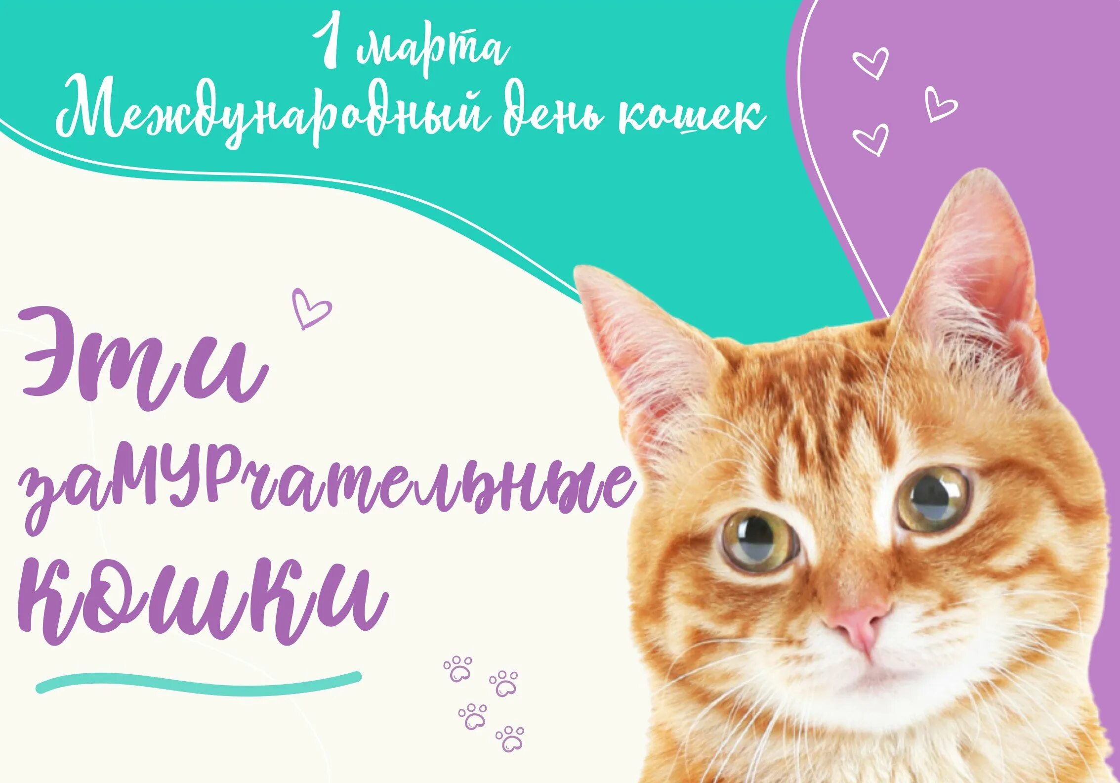 Когда день котят