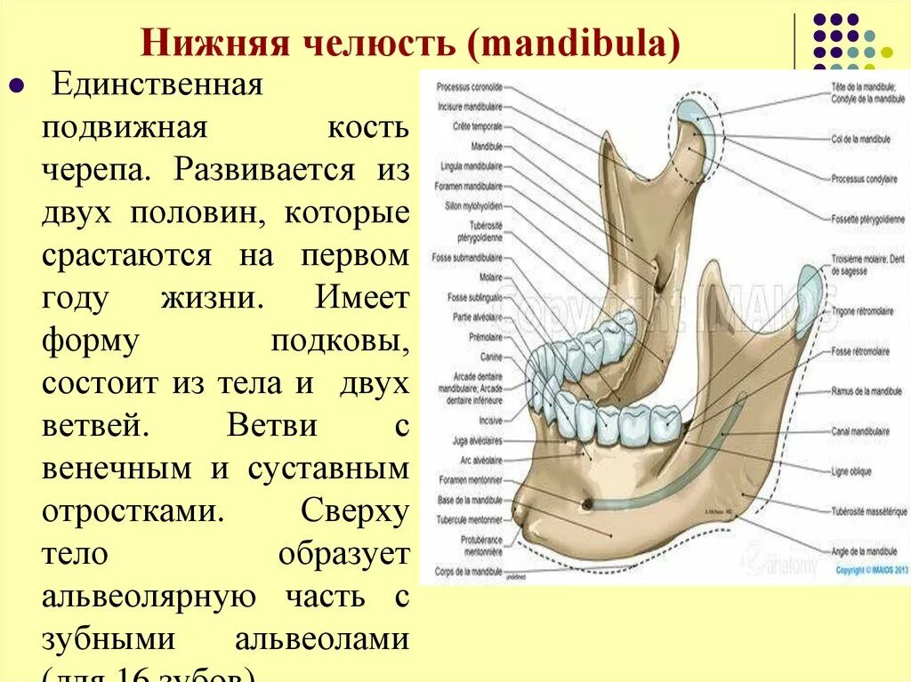Кости черепа нижняя челюсть анатомия. Строение нижней челюсти черепа. Нижняя челюсть кость анатомия строение. Нижняя челюсть анатомия строение. Нижняя челюсть с другими костями черепа