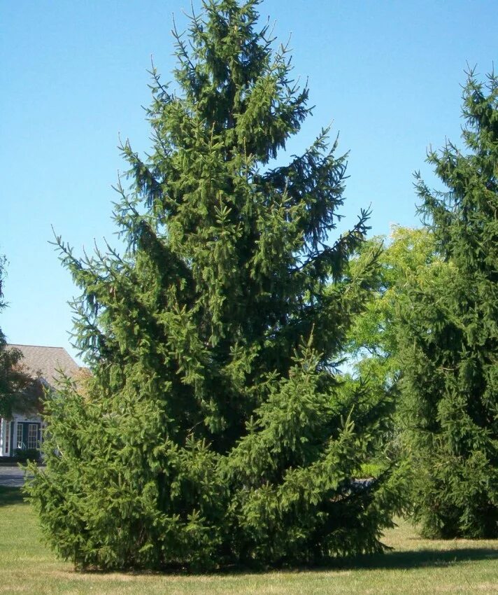 Ель европейская. Ель европейская Picea Abies. Ель обыкновенная (европейская) – Picea Abies. Ель обыкнове́нная (лат. Pícea Ábies). Picea Abies (Norway Spruce.