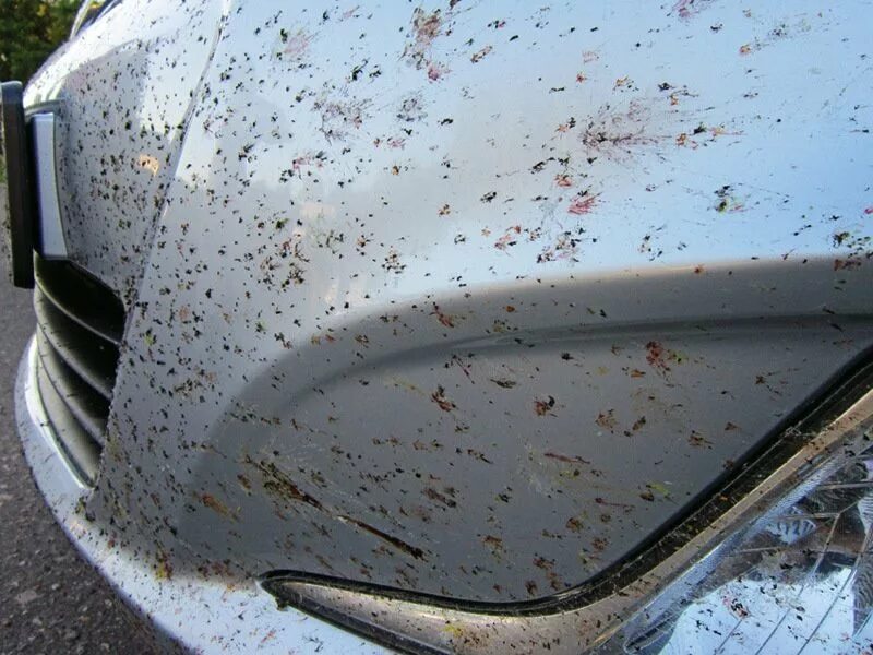 Автомобиль пятно. Следы от насекомых на кузове автомобиля. Битум на кузове автомобиля. Насекомые на бампере. Машина насекомое.