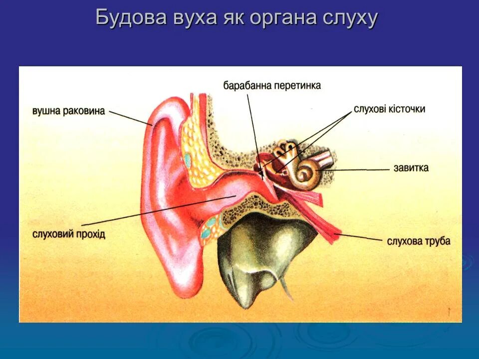 Строение уха 8 класс биология. Строение органа слуха. Орган слуха анатомия. Будова вуха як органа слуху.