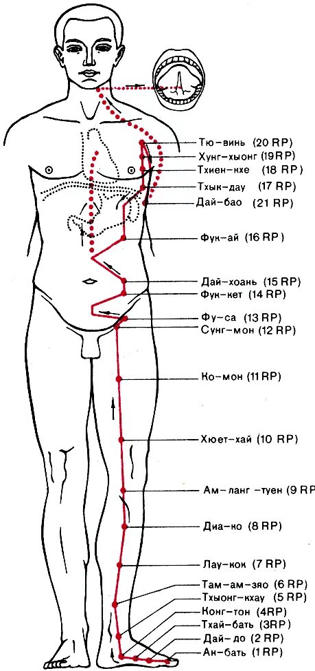 Канал селезенки. Меридиан поджелудочной железы точки. Акупунктурные точки меридиана селезенки. Точка rp1 Меридиан селезенки. Меридиан селезенки точки расположения.