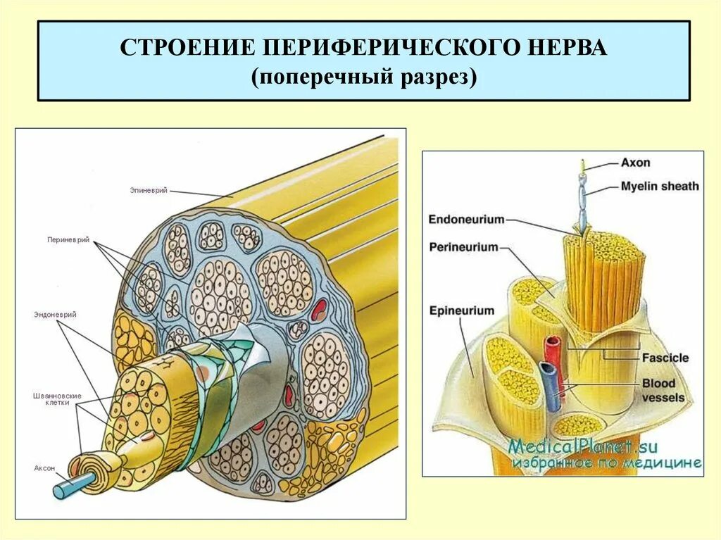 К структурам периферического нерва относят. Строение периферических нервных волокон. Структура периферического нерва. Поперечный срез периферического нерва рисунок. Строение нерва эпиневрий периневрий эндоневрий.