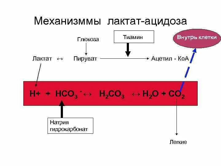 Внутриклеточный ацидоз. Патогенез лактатацидоза. Лактат ацидоз патогенез. Молочнокислый ацидоз патогенез.