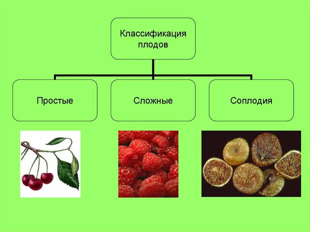 Плоды и соплодия. Классификации плодов.. Классификация плодов соплодие. Классификация плодов простые и сложные. Соплодие простые плоды сложные плоды. Простые плоды сложные плоды соплодия