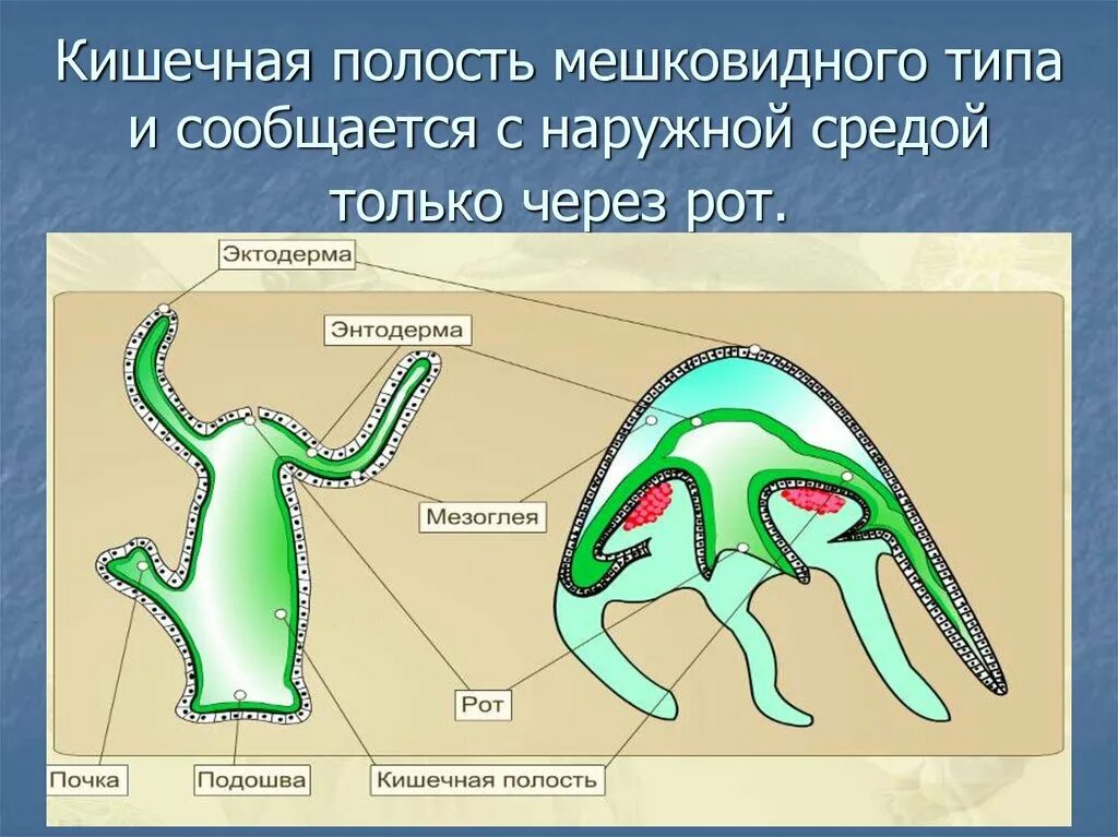 Кишечная полость это. Мезоглея у кишечнополостных гидра. кишечная полость. кишечная полость сообщается с наружной средой через. полость кишечнополостных.