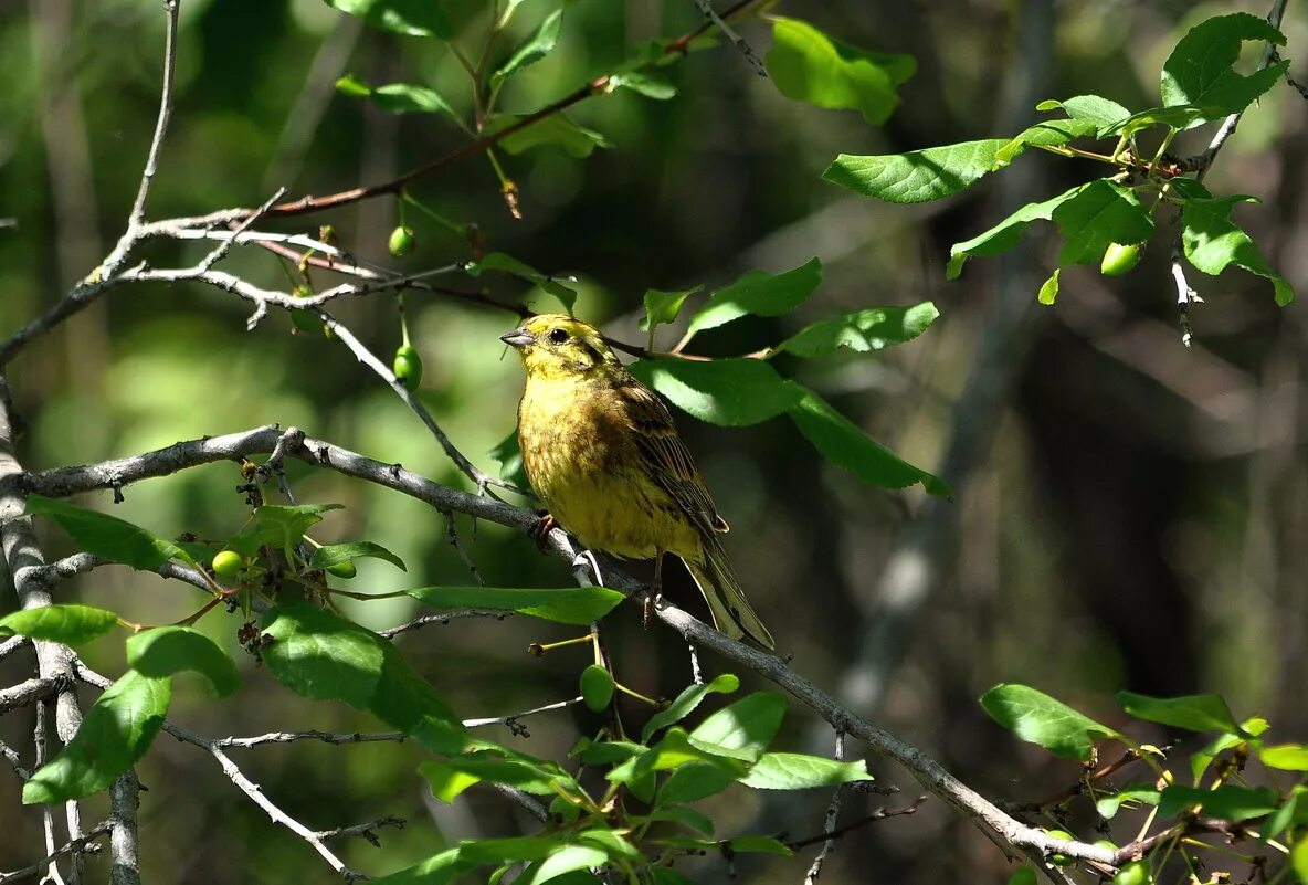 подслушано ава. подслушано овсянка. олень из подслушано. подслушано овсянка. группа подслушано.