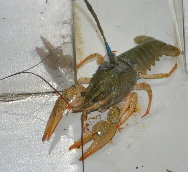 Cherax misolicus. Содержимое раки. Procambarus clarkii. Речные рачки для аквариума. Содержимое раки.