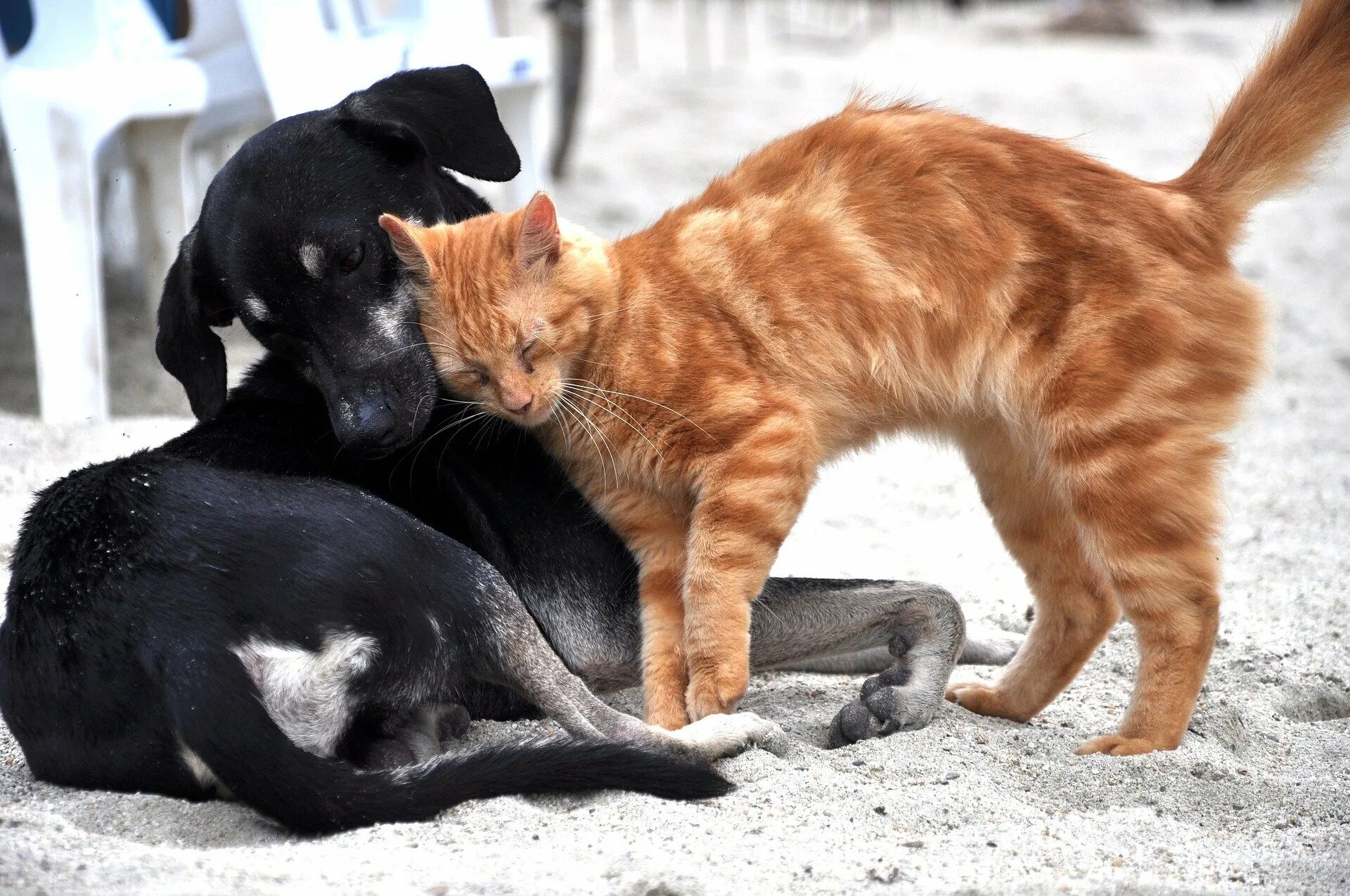 Кошки и собаки. Кошка ластится. Собака с кошкой дружат. Картинки кошек и собак. Животные чуть чуть