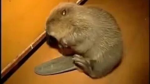 Мастер бобер видео