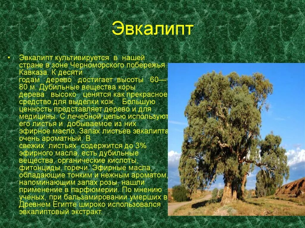 Эвкалипт растет в россии. Растения Австралии эвкалипт. Эвкалипт дерево описание. Эвкалиптовое дерево описание. Эвкалипт где растет.