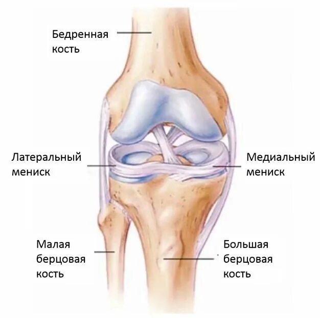 Латеральный разрыв. Внутренний медиальный мениск. Строение мениска коленного сустава анатомия. Медиальный мениск коленного сустава анатомия. Мениски большеберцовой кости.