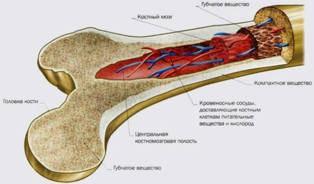 Красный костный мозг в трубчатой кости. Анатомия человека красный костный мозг. Строение красного костного мозга анатомия. Жёлтый костный мозг в трубчатой кости. В костях и т д