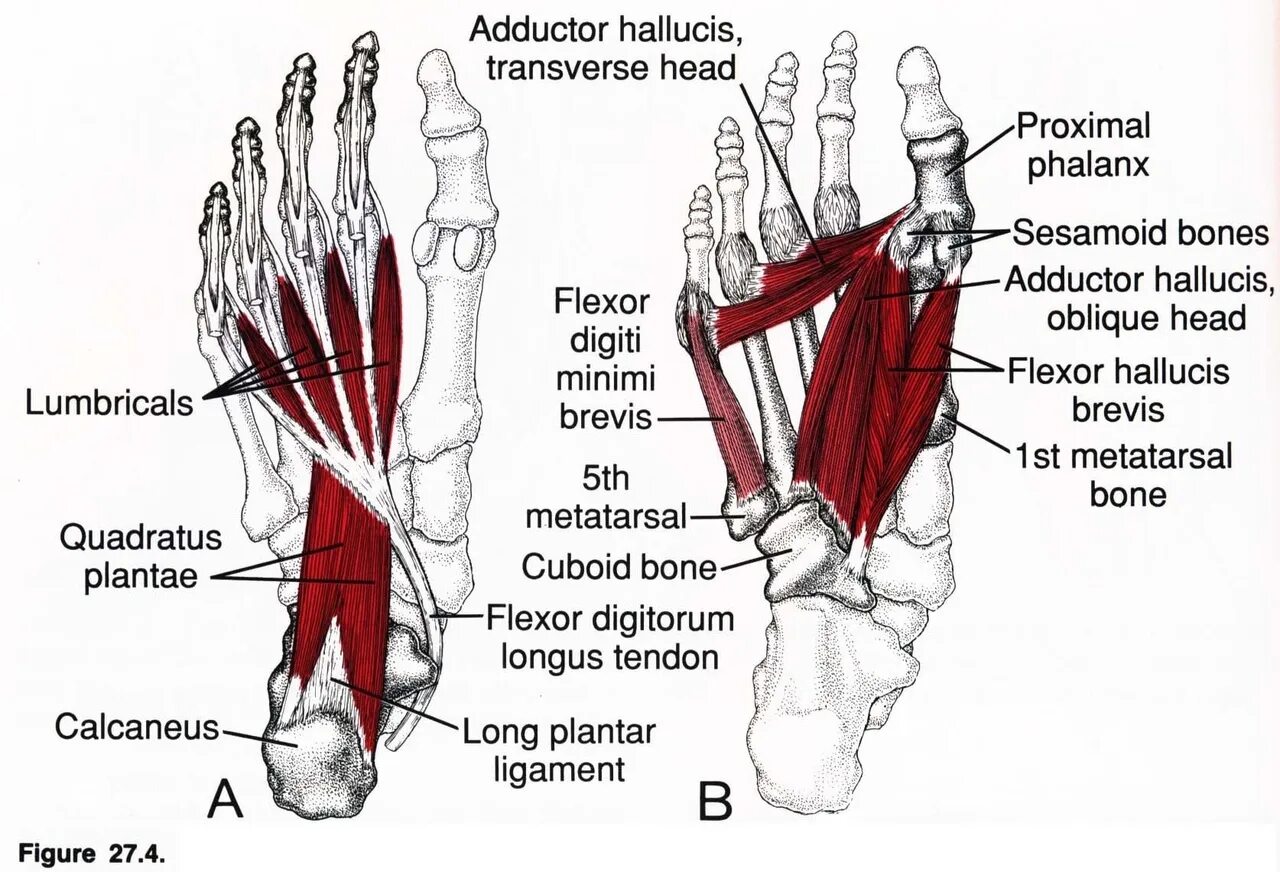 Foot muscle. Короткий сгибатель пальцев стопы анатомия. Мышцы сгибатели пальцев стопы. Короткий сгибатель большого пальца стопы анатомия. Короткий разгибатель большого пальца стопы (m.extensor Hallucis Brevis).
