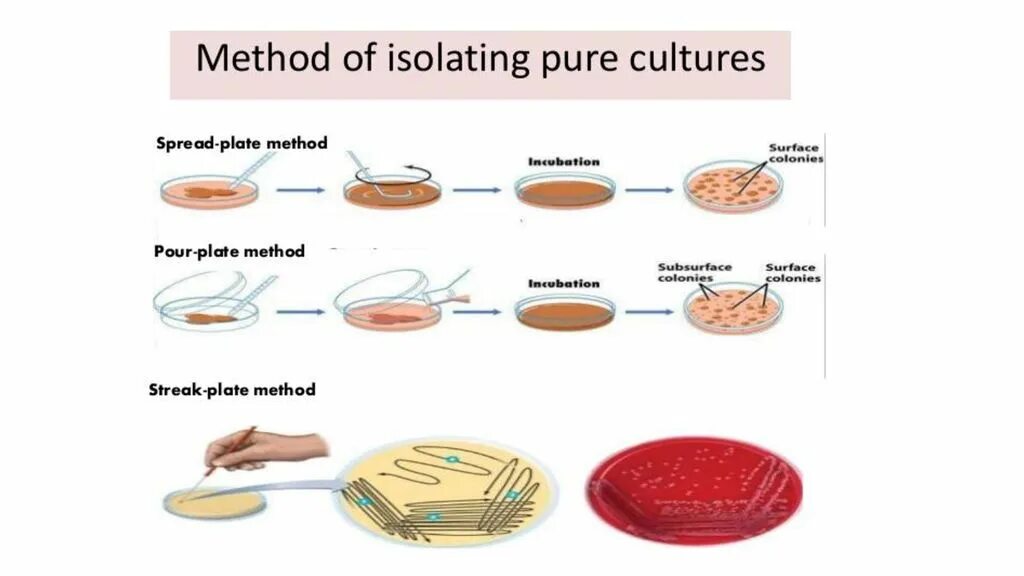 Method 9 method. Streak Plate method. Метод pour Plate. Methods of Microbiology. Cell Culture Microbiology.