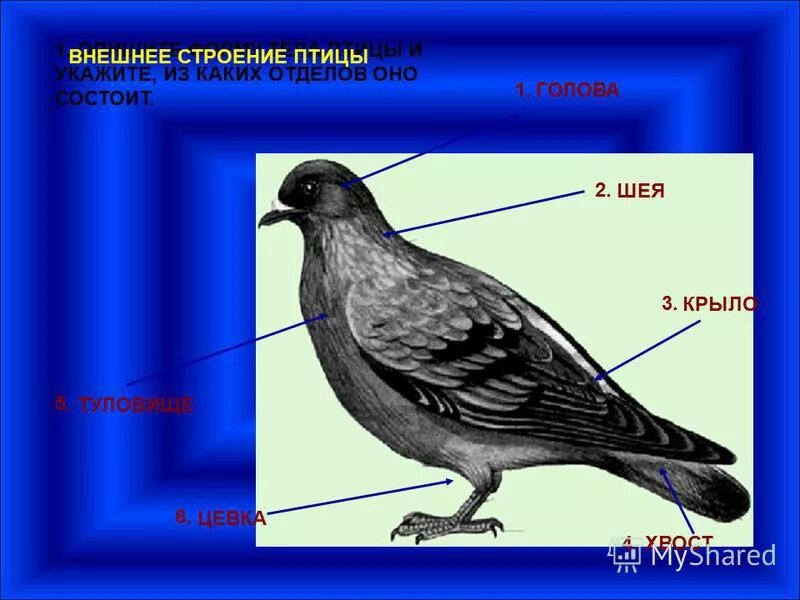 Особенности внешнего строения головы птицы