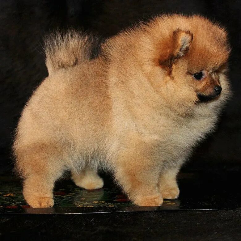 помераескийкарликовй шпиц. шпиц бутик. дешевые собаки в москве. померанский шпиц пом. померанский шпиц палевый.