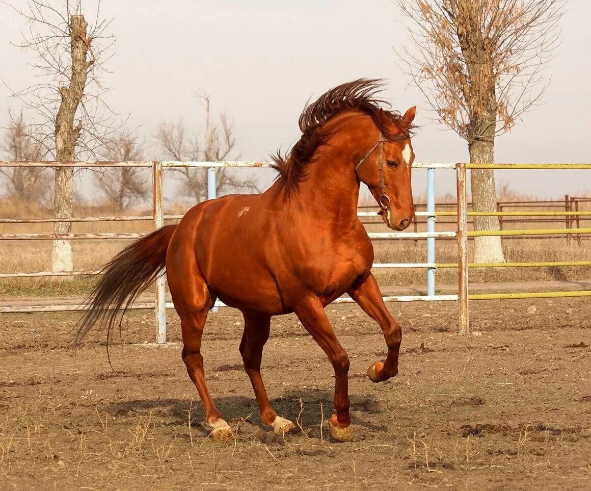 Рыжий конь