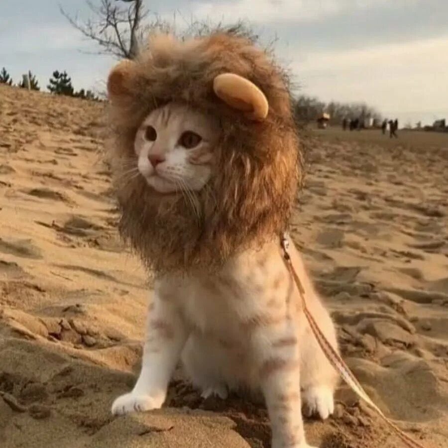 Детеныш льва. Котик в костюме льва. Львенок с гривой. Лев котиков. Гималайский карликовый лев.
