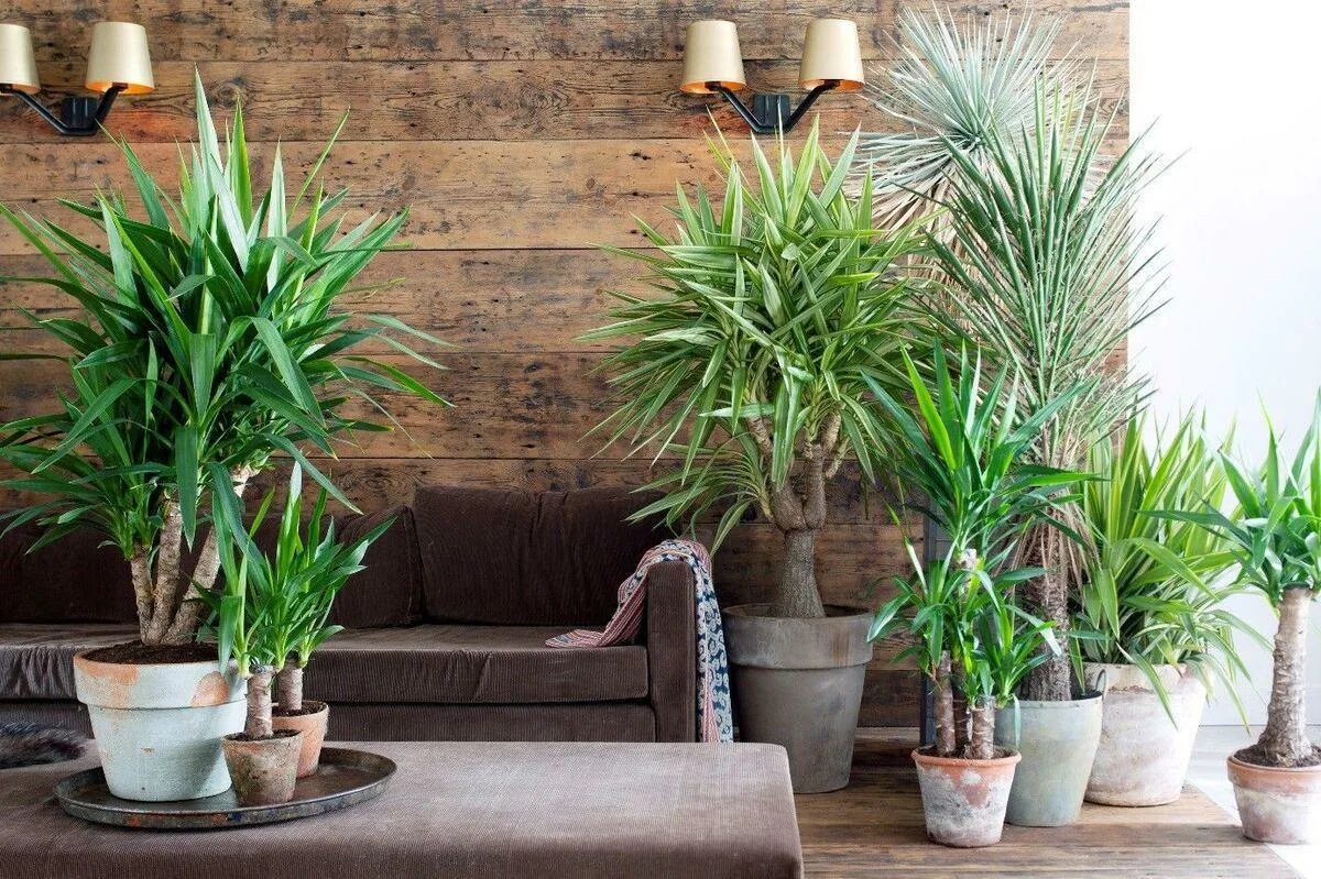Ideas para decorar tu hogar de forma especial con plantas Ornamental plants, Ind