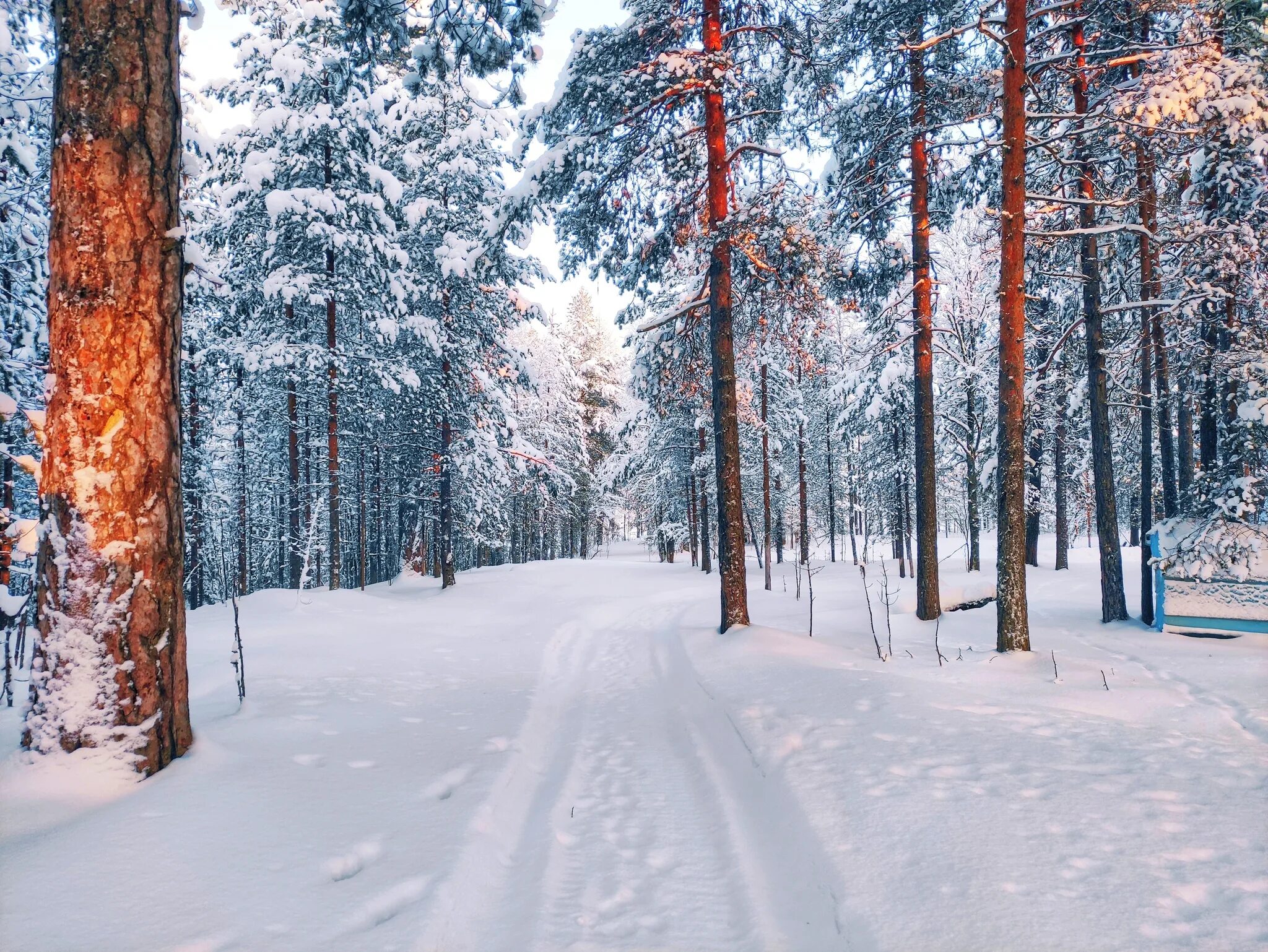 В лесу зимой можно. Зимний лес Коми. Леса Коми зимой. Лесная зимняя сказка. Закат в зимнем лесу.