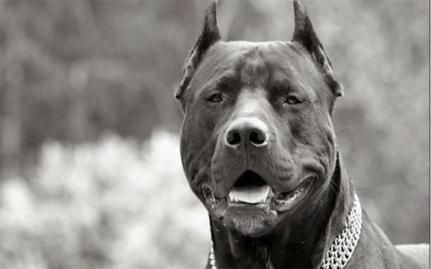 Бойцовская собака стаффорд. Бойцовские аватарки. Грустный питбуль. Бойцовские аватарки. Питбуль аватар.