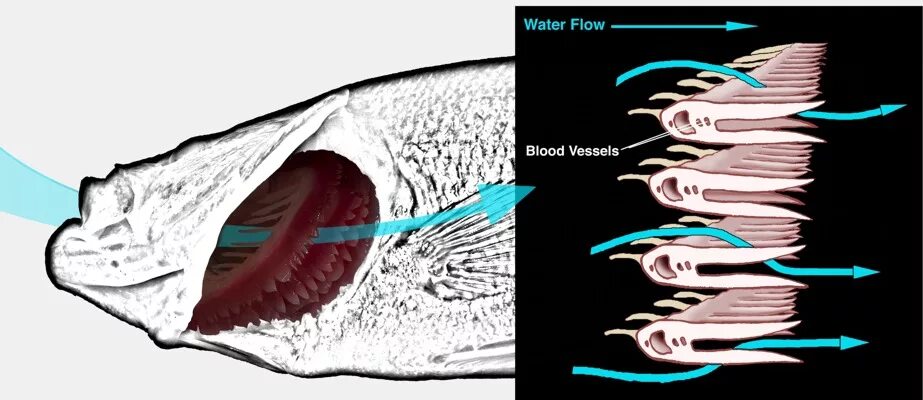 Какую функцию выполняют жабры у китовой акулы. Дыхание костистых рыб. Жабры анатомия.
