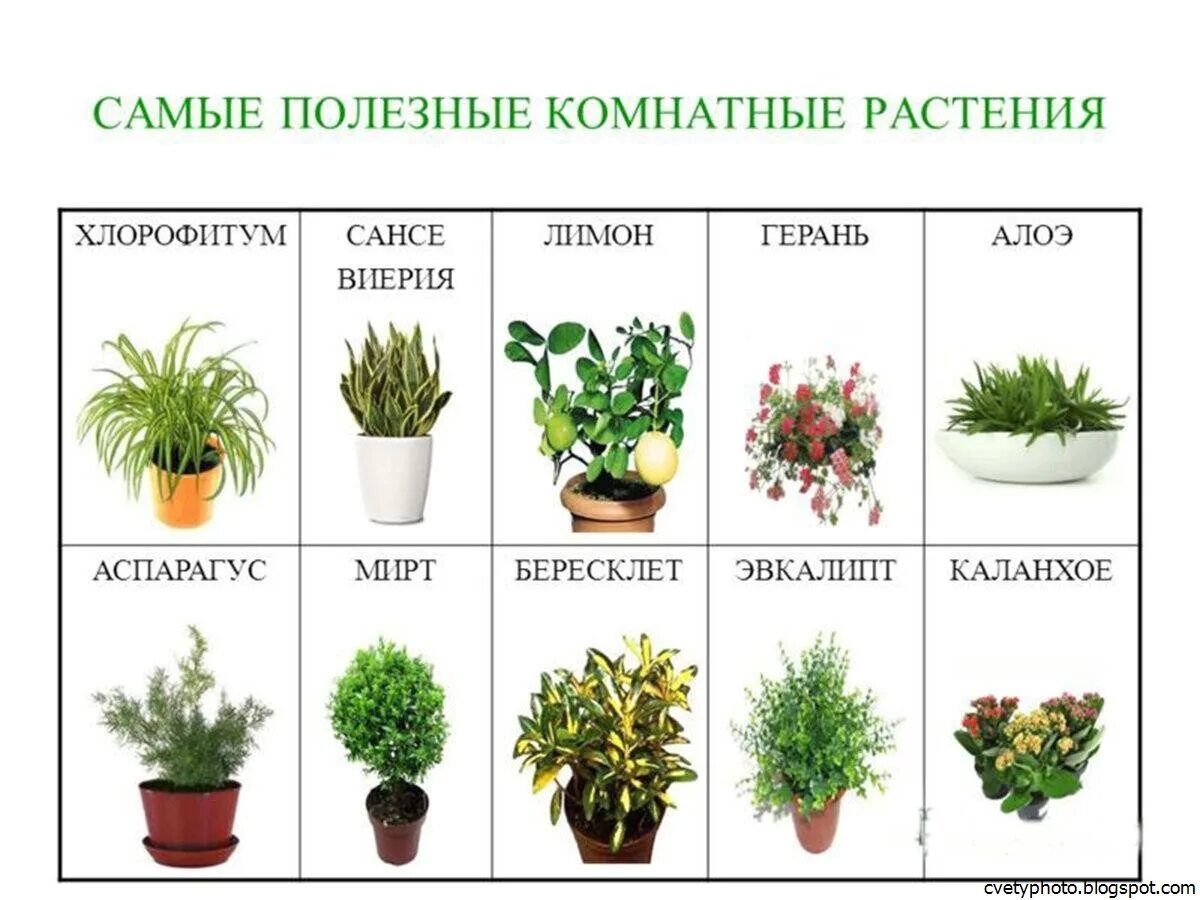 Красивые названия цветов растений. Комнатные растения. Полезные растения. Полезные домашние растения. Самые полезные комнатные растения.