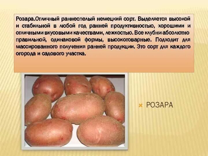 Картофель розара описание сорта характеристика