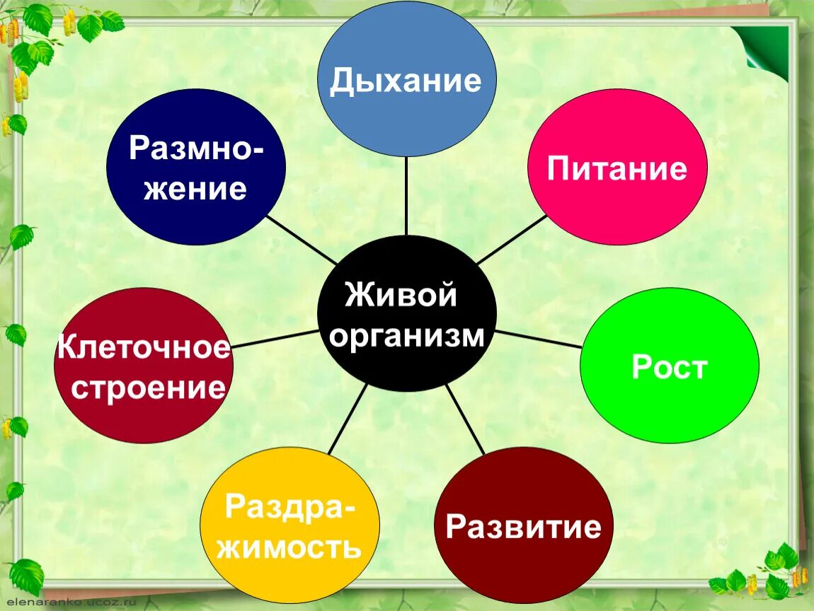 Определите свойства живых организмов. Схема свойства живых организмов 5 класс. Свойства живого биология 6 класс. Свойства живых организмов 5 класс. Свойство живых организ.