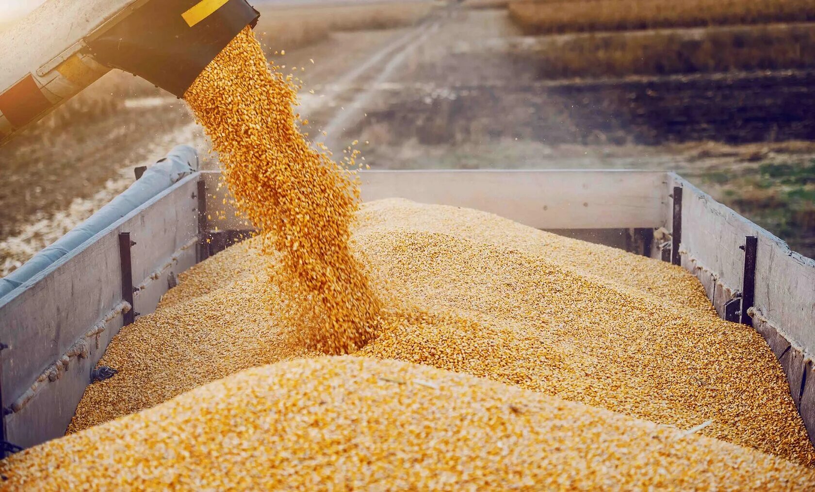 Экспорт пшеницы. Отгрузка зерна. Куча зерна. Переработка зерна. Поставки зерна.