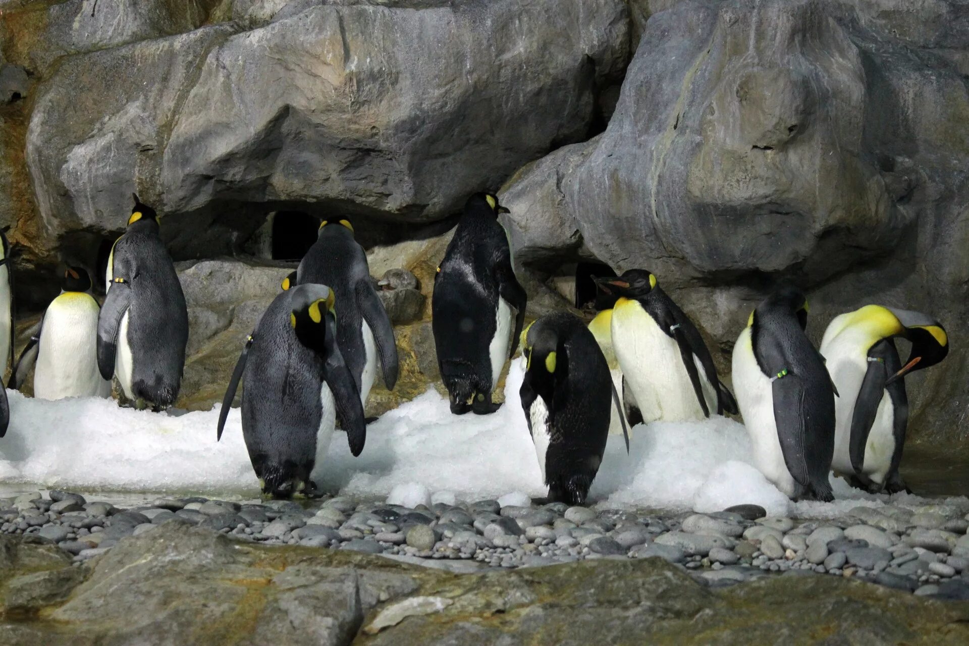 Emperor penguin. Императорский Пингвин в Антарктиде. Императорский Пингвин млекопитающий. Императорские пингвины в Антарктиде фото. Большие пингвины.