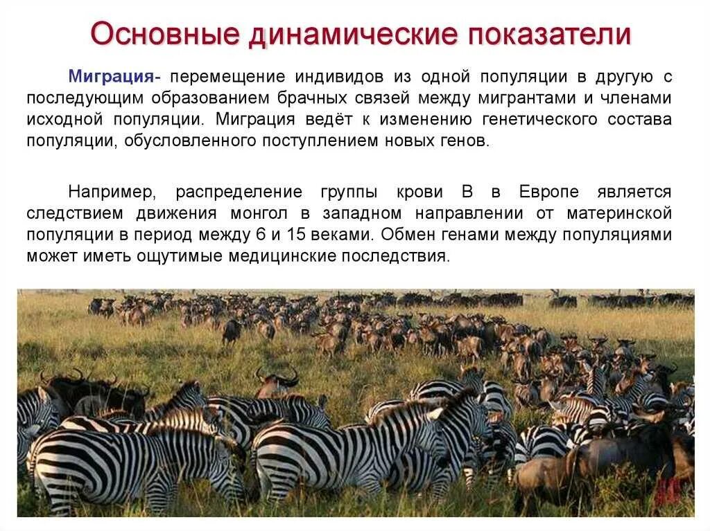 Совокупность бабочек одной популяции. Популяция животных. Миграция популяции. Популяция это в экологии. Популяция животных сообщение.