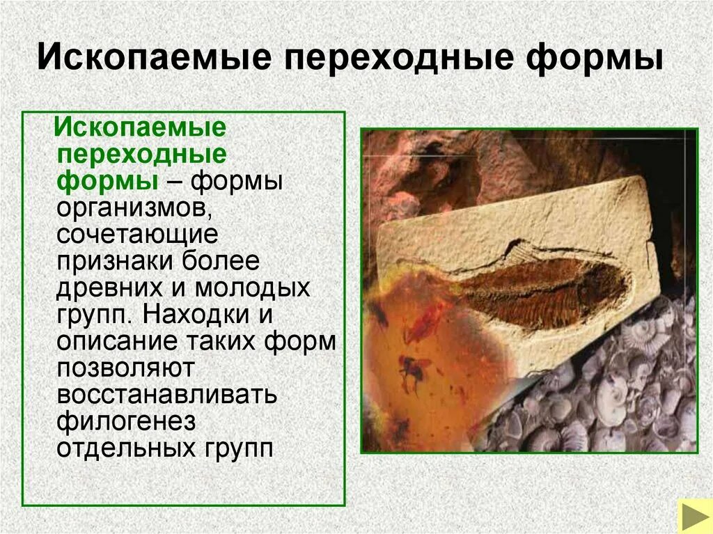 1 ископаемые переходные формы. Переходные формы ископаемых. ископаемые переходной формы. ископаемые переходных форм. окаменелости переходных форм.