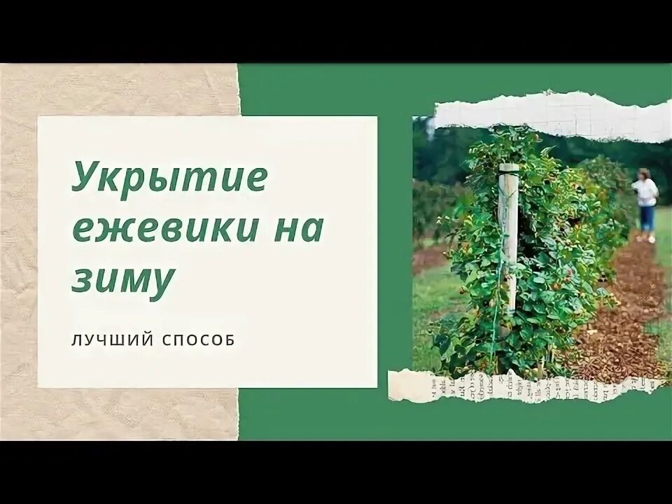 Как убрать ежевику на зиму. Укрытие ежевики на зиму. как укрыть ежевику на зиму. подготовка ежевики к зиме.