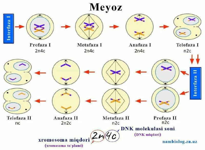 профаза количество днк