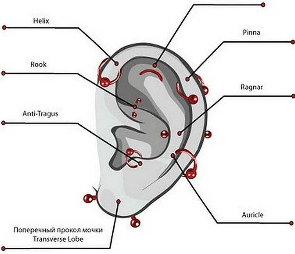 Прокол ушной раковины схема. Мочка уха для прокола схема. Мужик съел ухо