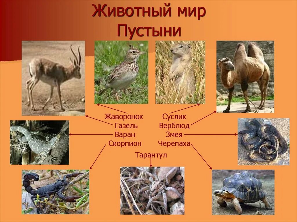 Животный мир зоны пустынь и полупустынь России. Растения и животные пус.