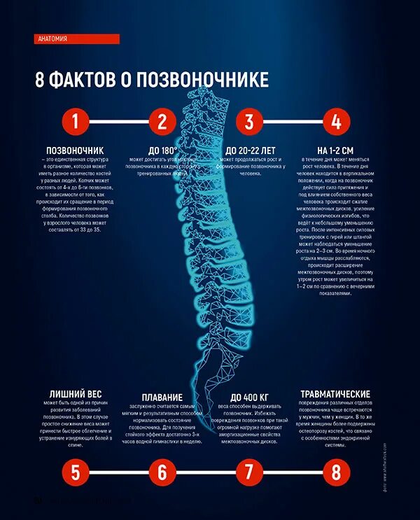 Позвоночник. Факты о позвоночнике. Интересные факты о позвоночнике человека. Нагрузка на позвоночник.