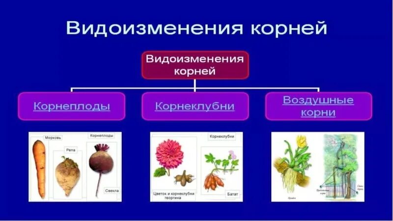 Корни каких растений являются видоизмененными