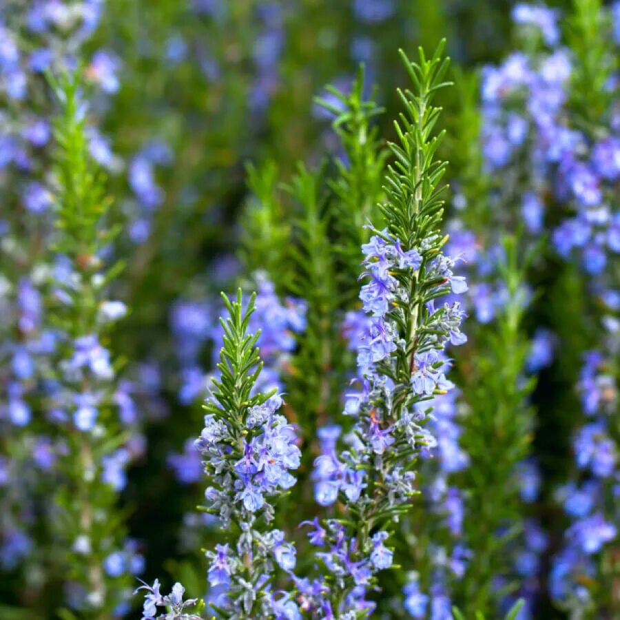 Как цветет розмарин. Розмарин officinalis. розмарин rosmarinus officinalis. розмарин обыкновенный rosmarinus officinalis. розмарин лекарственный salvia rosmarinus.