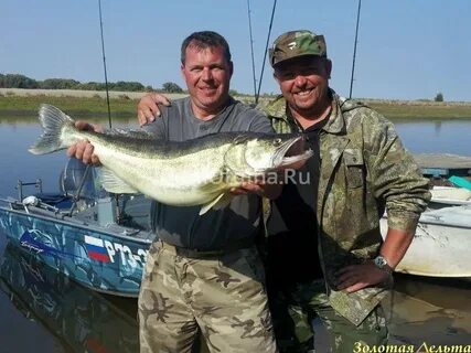 Золотая рыбка астраханская область