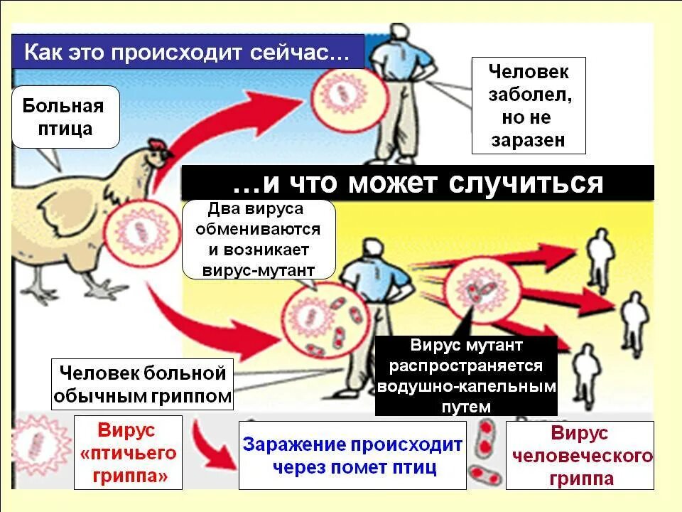 Был ли птичий грипп. Птичий грипп симптомы у людей симптомы. Профилактика птичьего гриппа. Высокопатогенный птичий грипп.