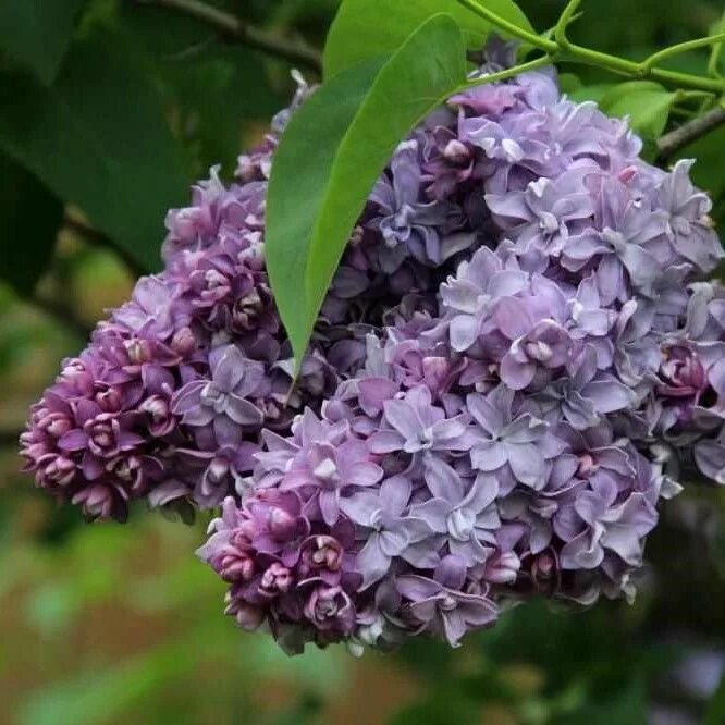 Сирень ария. Сирень обыкновенная Nadezhda. Сирень обыкновенная куст.